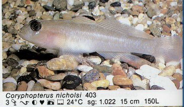 Coryphopterus nicholsi